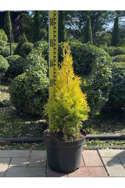 Туя західна Янтар - 3-5л/вис.40-50см/Ø20-30см